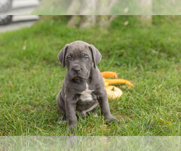 Medium Photo #15 Cane Corso Puppy For Sale in BOURBON, IN, USA