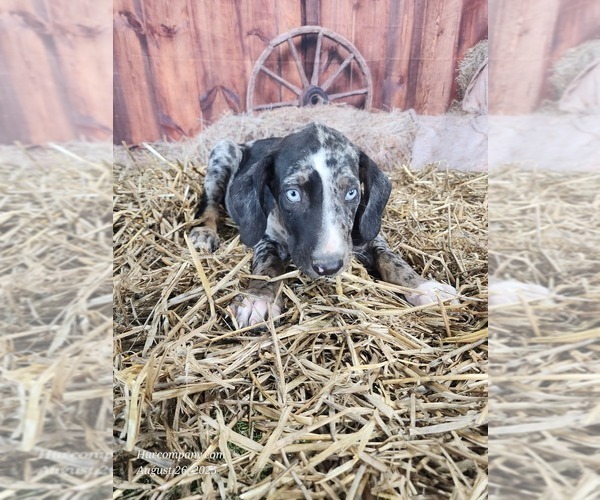 Medium Photo #2 Catahoula Leopard Dog Puppy For Sale in CUMBY, TX, USA