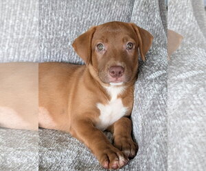 Labrador Retriever-Unknown Mix Dogs for adoption in Oakhurst, NJ, USA