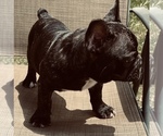 Small Photo #16 French Bulldog Puppy For Sale in PALMETTO, GA, USA