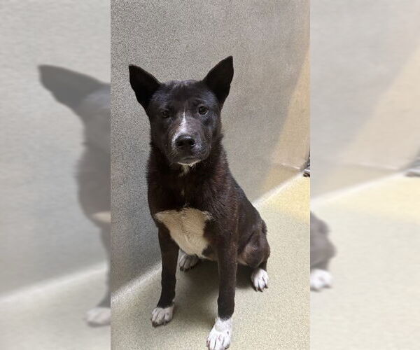 Medium Photo #1 Akita-Unknown Mix Puppy For Sale in Rancho Cucamonga, CA, USA