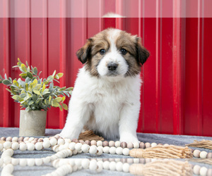Medium Australian Shepherd