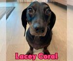 Small #7 Dachshund