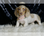 Small #1 Dachshund