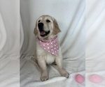 Small #3 English Cream Golden Retriever