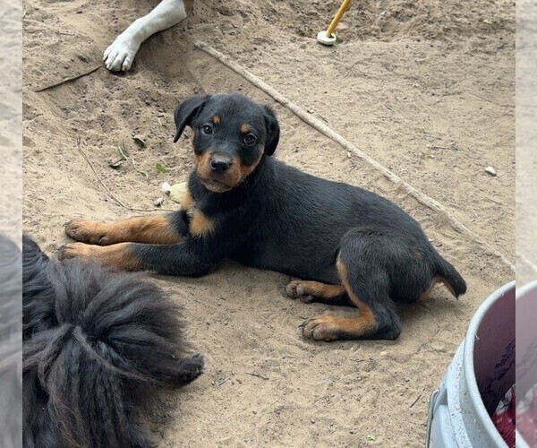 Medium Photo #1 Rottweiler Puppy For Sale in FORT WORTH, TX, USA