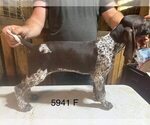 Small #2 German Shorthaired Pointer