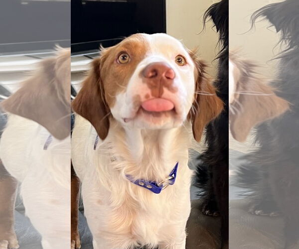 Medium Photo #8 Brittany Puppy For Sale in Curwensville, PA, USA
