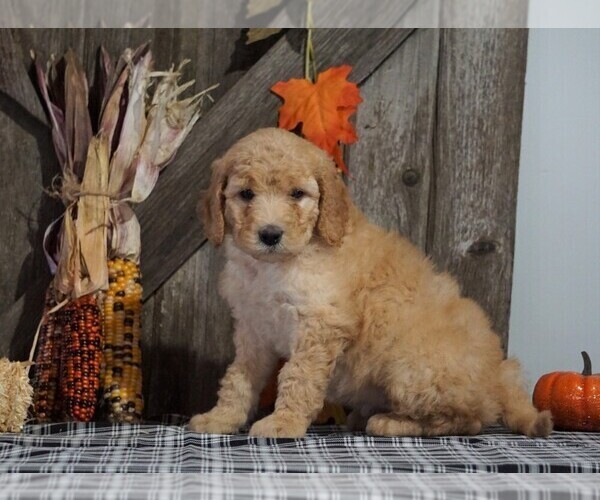 Medium Photo #3 Labradoodle-Poodle (Miniature) Mix Puppy For Sale in FREDERICKSBG, OH, USA