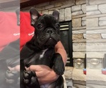 Puppy Panther French Bulldog