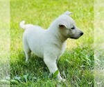 Small #2 German Shepherd Dog