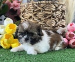 Small #1 Shih Tzu