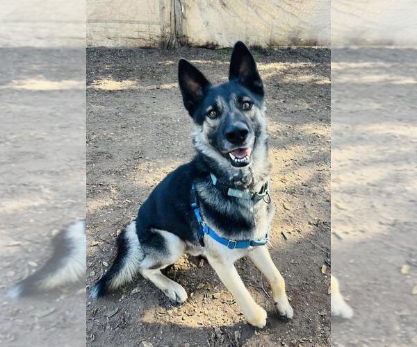 Medium Photo #1 German Shepherd Dog Puppy For Sale in Santa Barbara, CA, USA