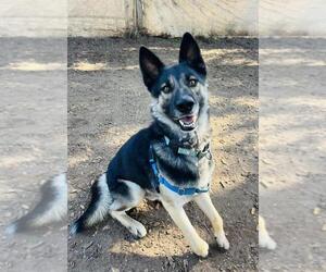 German Shepherd Dog Dogs for adoption in Santa Barbara, CA, USA