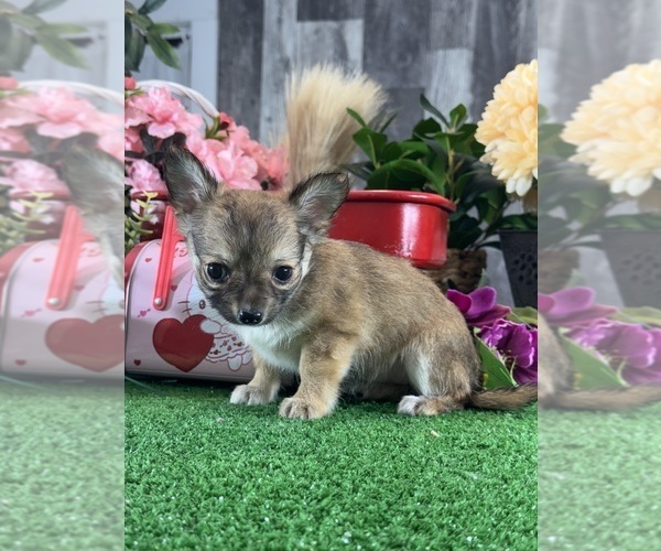 Medium Photo #5 Chihuahua Puppy For Sale in CANOGA, NY, USA