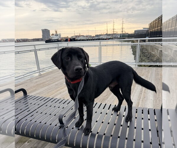 Medium Photo #3 Labrador Retriever-Unknown Mix Puppy For Sale in Boston, MA, USA