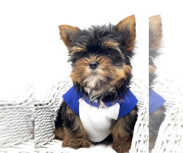Medium Photo #3 Yorkshire Terrier Puppy For Sale in CORAL SPRINGS, FL, USA