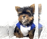 Small Photo #3 Yorkshire Terrier Puppy For Sale in CORAL SPRINGS, FL, USA
