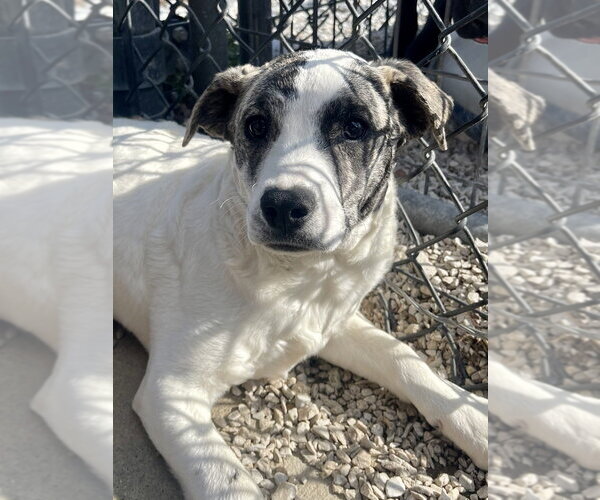 Medium Photo #14 Mutt Puppy For Sale in Bolivar, MO, USA