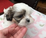 Puppy Puppy 3 Shih Tzu