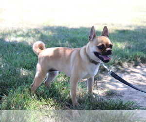 Jug Puppy for sale in SHILOH, OH, USA