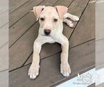 Small #4 Labrador Retriever Mix