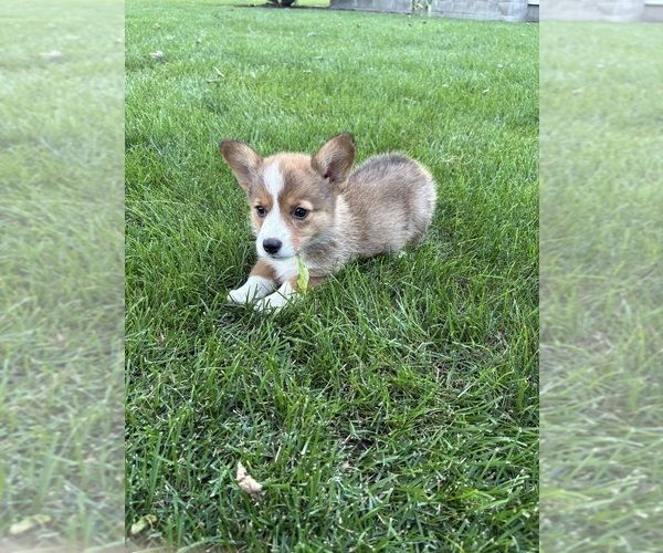 Medium Photo #3 Pembroke Welsh Corgi Puppy For Sale in MILFORD, IN, USA