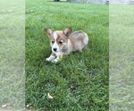 Small #2 Pembroke Welsh Corgi