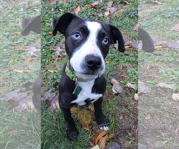 Medium Photo #2 Labrador Retriever-Siberian Husky Mix Puppy For Sale in Clarkston, MI, USA