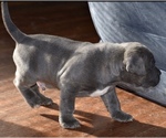 Small Photo #2 American Bully Puppy For Sale in WINCHESTER, VA, USA