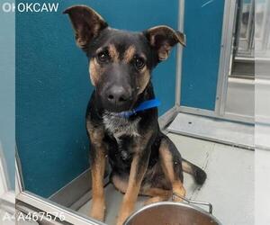 German Shepherd Dog-Unknown Mix Dogs for adoption in Oklahoma City, OK, USA