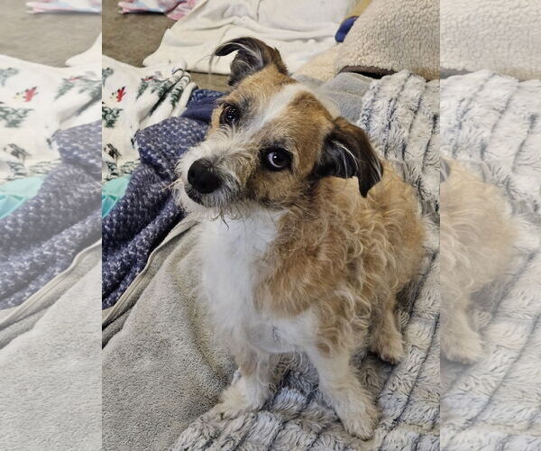 Medium Photo #3 Jack-A-Poo Puppy For Sale in Agoura Hills, CA, USA