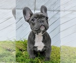 Small Photo #2 French Bulldog Puppy For Sale in LILBURN, GA, USA