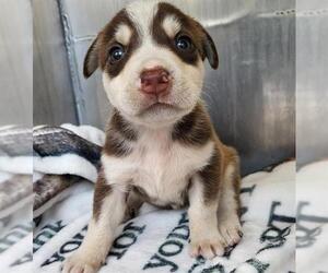 Siberian Husky-Unknown Mix Dogs for adoption in San Antonio, TX, USA