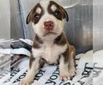Small Siberian Husky Mix