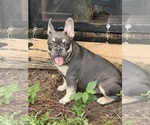 Small #4 French Bulldog