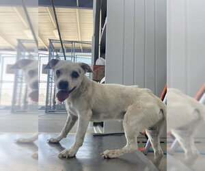 Chihuahua Dogs for adoption in Bakersfield, CA, USA
