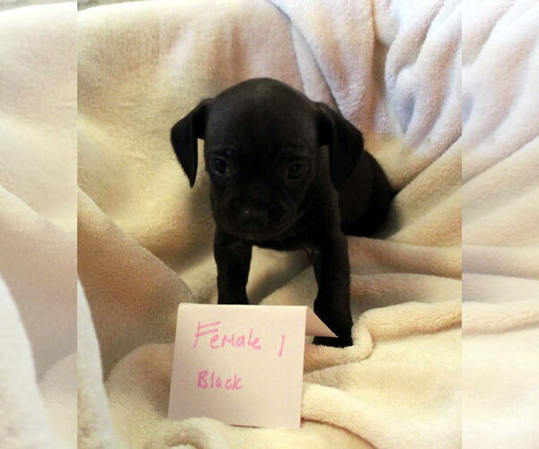 Medium Photo #4 Colonial Cocker Spaniel-Dachshund Mix Puppy For Sale in Imperial Beach, CA, USA