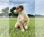 Small Photo #2 Australian Shepherd Puppy For Sale in IOWA, LA, USA