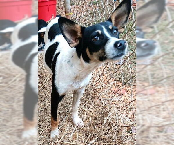 Medium Photo #2 Mutt Puppy For Sale in Rutherfordton, NC, USA