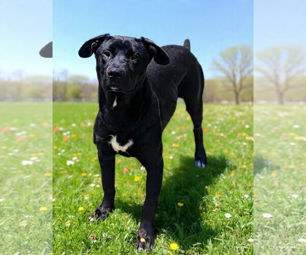 Medium Photo #4 Labrador Retriever-Unknown Mix Puppy For Sale in Talladega, AL, USA