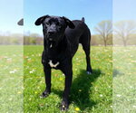 Small #3 Labrador Retriever Mix