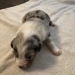 Small Photo #8 Miniature Australian Shepherd Puppy For Sale in VACAVILLE, CA, USA