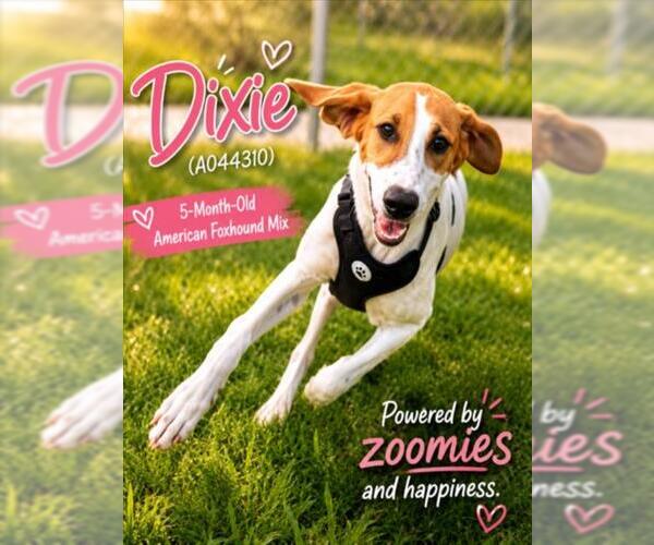 Medium Photo #2 American Foxhound-Unknown Mix Puppy For Sale in Texas City, TX, USA