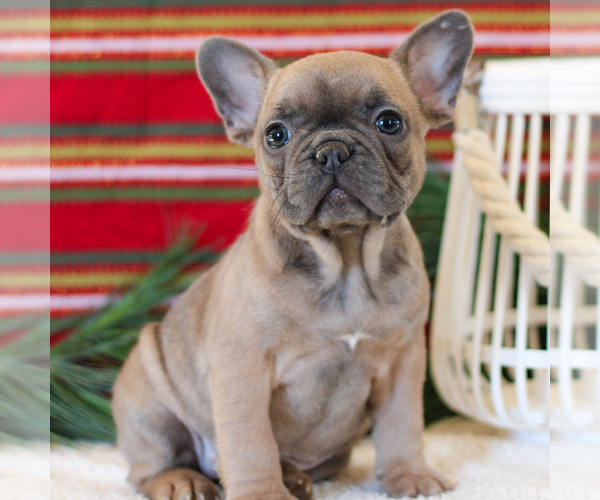 Medium Photo #2 French Bulldog Puppy For Sale in LITITZ, PA, USA
