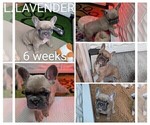Small Photo #30 French Bulldog Puppy For Sale in MCKINLEYVILLE, CA, USA
