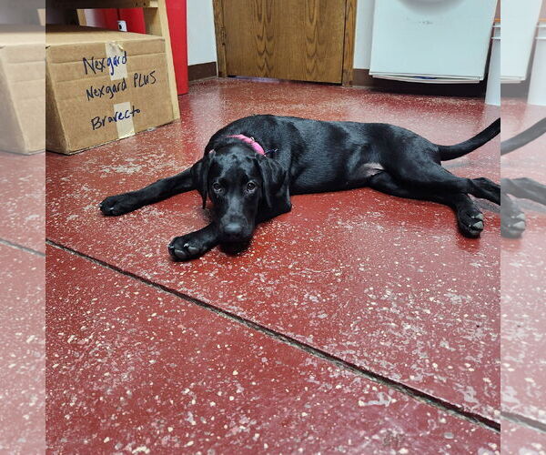 Medium Photo #10 Labrador Retriever Puppy For Sale in Fargo, ND, USA