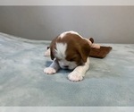 Small Photo #12 Cavalier King Charles Spaniel Puppy For Sale in MIAMI, FL, USA