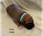 Puppy Flint Boxer