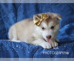 Alaskan Husky Puppy for sale in LIBERTY, KY, USA